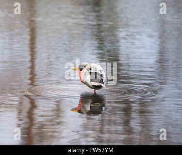 L'éraflure bec de canard dans l'eau peu profonde. Banque D'Images