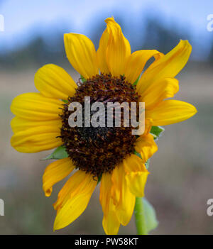 Tournesol unique Banque D'Images