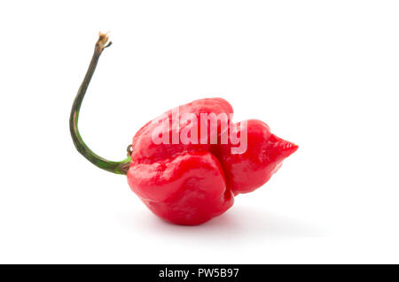 Carolina reaper chili pepper on a white background Banque D'Images