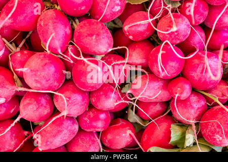 Gros plan de radis Européen Banque D'Images