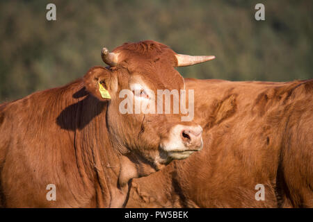Limousin vache (Bos primigenius taurus) en libre pâturage Banque D'Images