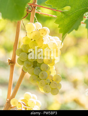 Le Riesling grapes growing, dans la vallée de la Moselle, l'Allemagne, de l'Europe Banque D'Images