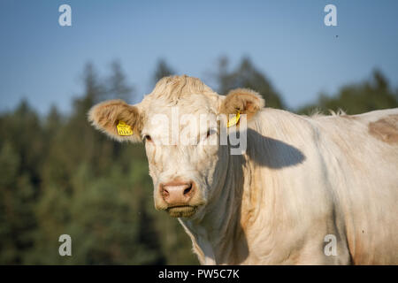 - Charolais charolaise rasse (Bos primigenius taurus) en libre pâturage Banque D'Images