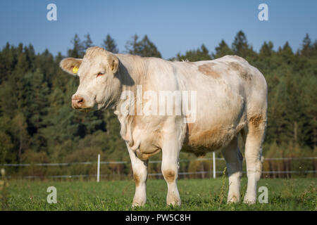 - Charolais charolaise rasse (Bos primigenius taurus) en libre pâturage Banque D'Images