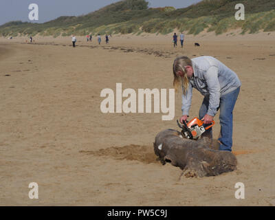 La collecte de bois de dérive de Burnham on sea beach en utilisant une scie à chaîne Banque D'Images