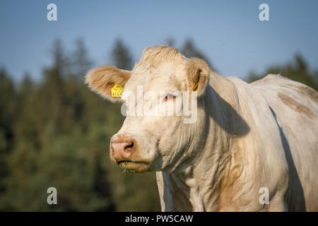 - Charolais charolaise rasse (Bos primigenius taurus) en libre pâturage Banque D'Images