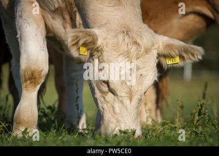 - Charolais charolaise rasse (Bos primigenius taurus) en libre pâturage Banque D'Images