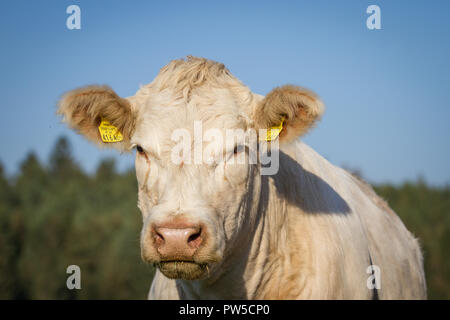 - Charolais charolaise rasse (Bos primigenius taurus) en libre pâturage Banque D'Images