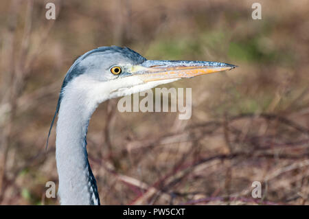 Portrait d'un héron cendré (Ardea cinerea). L'oiseau est alerte et regardant fixement avec un regard intense. Banque D'Images