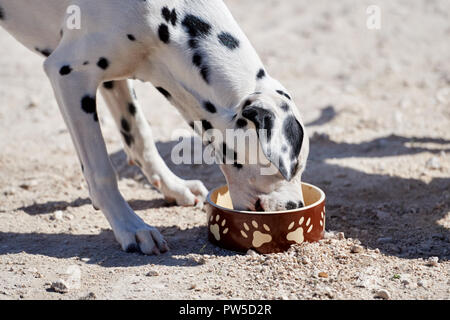 Chiot dalmatien mange un bol de nourriture sèche Banque D'Images