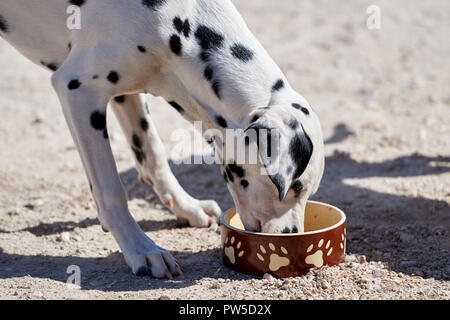 Chiot dalmatien mange un bol de nourriture sèche Banque D'Images