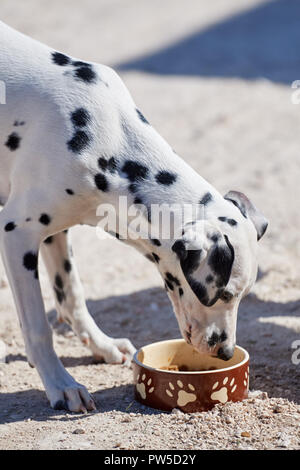 Chiot dalmatien mange un bol de nourriture sèche Banque D'Images