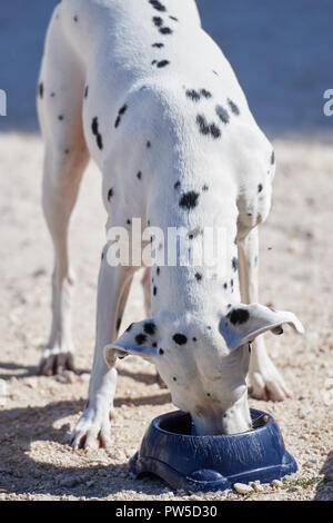 Chiot dalmatien mange un bol de nourriture sèche Banque D'Images