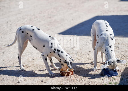 Chiot dalmatien mange un bol de nourriture sèche Banque D'Images