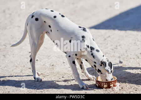 Chiot dalmatien mange un bol de nourriture sèche Banque D'Images