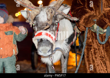 Un jeune renne harnaché à un faisceau de fête se dresse à l'arbre du Nouvel An et roule les enfants. La Russie. Banque D'Images