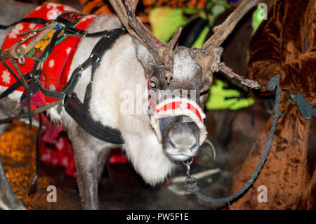 Un jeune renne harnaché à un faisceau de fête se dresse à l'arbre du Nouvel An et roule les enfants. La Russie. Banque D'Images