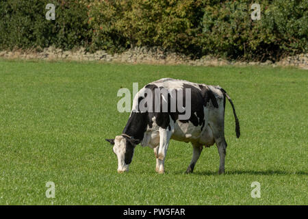 Une vache de race Frisonne (UK) mange de l'herbe sur une ferme dans le Yorkshire. Banque D'Images