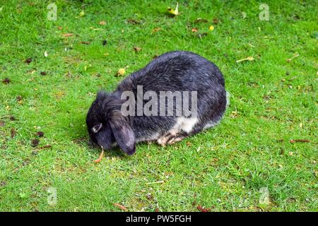 Le lapin mange de l'herbe dans le jardin, bunny Banque D'Images
