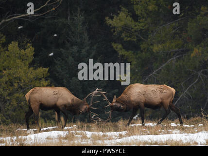 Le Parc National de Banff, Canada. 12 octobre 2018. Les wapitis (Cervus canadensis) l'orniérage dans un champ près de la ville de Banff. À cette époque de l'année les mâles clash lutte par les bois qui s'affrontent pour déterminer le plus fort, qui va en s'accouplent avec les femelles. Credit : Glyn Thomas/Alamy Live News. Banque D'Images