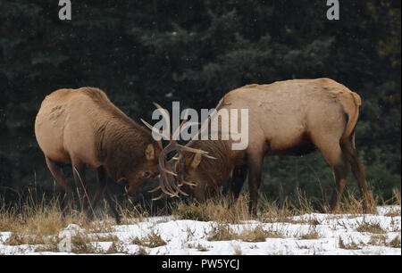 Le Parc National de Banff, Canada. 12 octobre 2018. Les wapitis (Cervus canadensis) l'orniérage dans un champ près de la ville de Banff. À cette époque de l'année les mâles clash lutte par les bois qui s'affrontent pour déterminer le plus fort, qui va en s'accouplent avec les femelles. Credit : Glyn Thomas/Alamy Live News. Banque D'Images