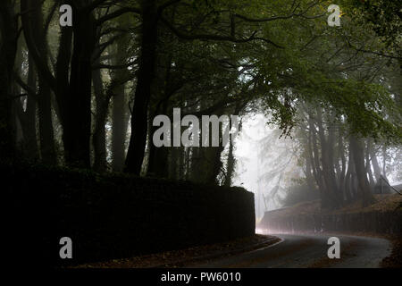 Une voie de passage à travers un bois fantasmagorique de chaque côté avec Misty sur la voûte d'arbres couverts lane road, Halkyn, Flintshire Banque D'Images