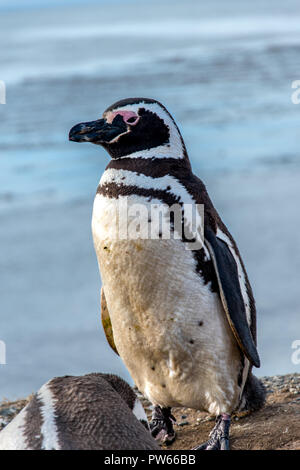 Martin-pêcheur pie en milieu naturel sur l'île de Magdalena en Patagonie, au Chili, en Amérique du Sud Banque D'Images