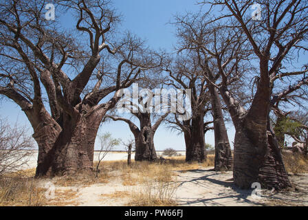 Baines baobabs, Nxai Pan, Botswana Banque D'Images