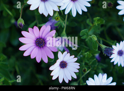 Vue rapprochée de Mauve et blanc fleurs Daisy Banque D'Images