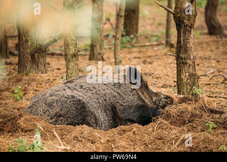 Le Bélarus. Le sanglier (Sus scrofa, également connu sous le nom de porcs sauvages, le canard cochon sauvage reposant dormant dans Forêt d'automne. Le sanglier est un indigène de Suid Muc Banque D'Images