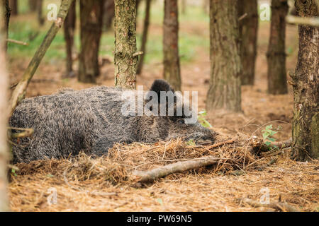 Le Bélarus. Le sanglier (Sus scrofa, également connu sous le nom de porcs sauvages, le canard cochon sauvage reposant dormant dans Forêt d'automne. Le sanglier est un indigène de Suid Muc Banque D'Images