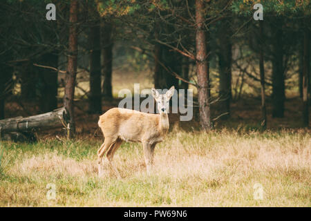 Le Bélarus. Le Chevreuil femelle ou Capreolus capreolus, aussi connu comme l'ouest de Chevreuil, Chevreuil debout dans Forêt d'automne. Banque D'Images