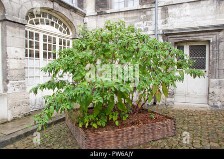 Usine du phytolaque (pokeweed) Américain Banque D'Images