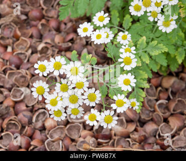 La grande camomille Tanacetum parthenium, Banque D'Images