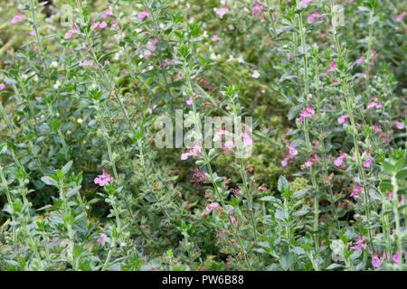 Teucrium chamaedrys Germandrée, Mur Banque D'Images