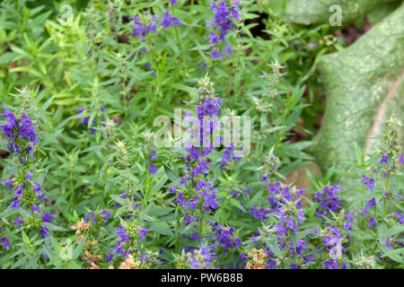 Hyssopus officinalis, l'hysope Banque D'Images