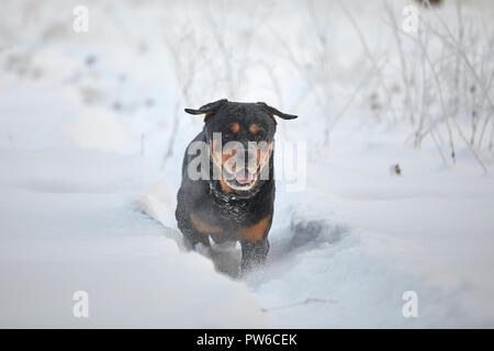 Grand rottweiler passe par les amoncellements de neige. Banque D'Images
