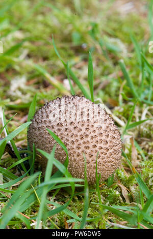 Champignon vesse-sombre, Lycoperdon nigrescens, UK Banque D'Images