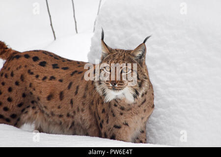 Close up portrait de la partie supérieure du corps de lynx boréal debout dans une profonde neige de l'hiver et à la caméra à alerté, low angle view Banque D'Images