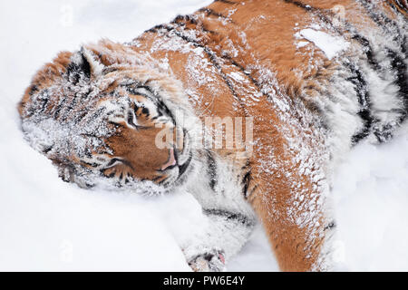 Près d'une jeune femme l'amour (tigre de Sibérie) à l'affiche et le matériel roulant dans la neige fraîche et blanche journée d'hiver ensoleillée, high angle view Banque D'Images