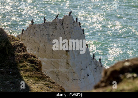 Cormorans (Phalacrocorax carbo) perché autour des bords extérieurs d'une grande tranche de roches à la base des falaises de Seaford Head point splash UK Banque D'Images