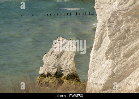 Cormorans (Phalacrocorax carbo) perché autour des bords extérieurs d'une grande tranche de roches à la base des falaises de Seaford Head point splash UK Banque D'Images