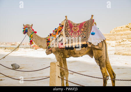 Le Caire, Égypte - avril 2018. Balades à dos de chameau. Banque D'Images