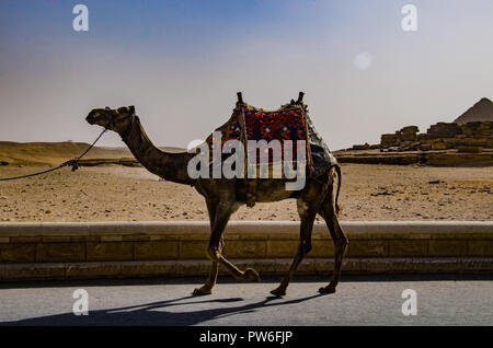 Le Caire, Égypte - avril 2018. Balades à dos de chameau. Banque D'Images