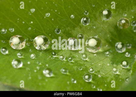 Gouttes d'eau sur une feuille après la pluie Banque D'Images