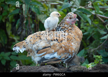 Poule avec ses poussins, la protection elle-même sous les plumes de sa mère Banque D'Images