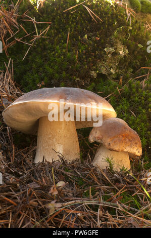 Champignons, Boletus edulis, dans une forêt de pins Banque D'Images