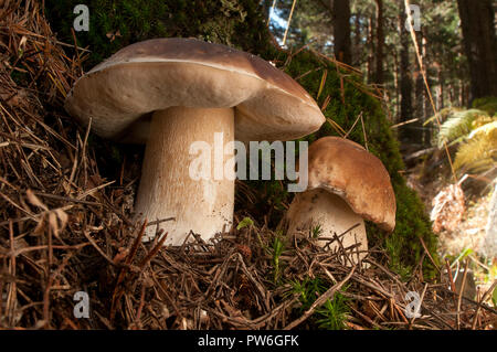 Champignons, Boletus edulis, dans une forêt de pins Banque D'Images