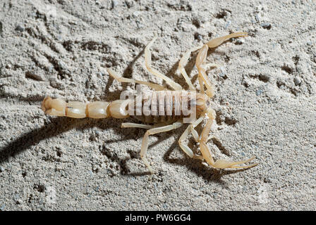 Scorpion, Buthus occitanus, scorpion jaune, sting Banque D'Images