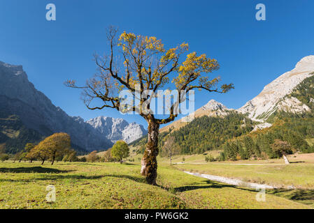 Couleur d'automne de l'érable solitaire sur le Grosser Ahornboden dans les montagnes du Karwendel, Tyrol, Autriche Banque D'Images